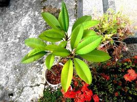 Beautiful flower with green leaves view from above photo