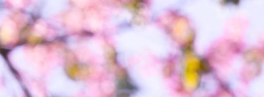 Blur sakura flower on sky background. photo