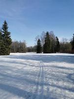 primavera en el parque pavlovsky nieve blanca y árboles fríos foto