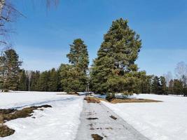 primavera en el parque pavlovsky nieve blanca y árboles fríos foto