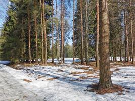 primavera en el parque pavlovsky nieve blanca y árboles fríos foto