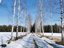 primavera en el parque pavlovsky nieve blanca y árboles fríos foto