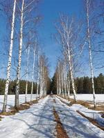 primavera en el parque pavlovsky nieve blanca y árboles fríos foto