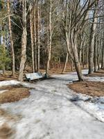 primavera en el parque pavlovsky nieve blanca y árboles fríos foto