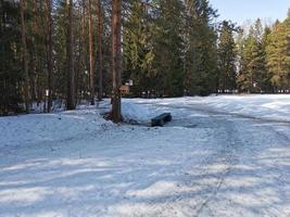 primavera en el parque pavlovsky nieve blanca y árboles fríos foto