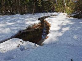 primavera en el parque pavlovsky nieve blanca y árboles fríos foto