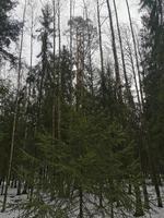 Spring in Pavlovsky Park white snow and cold trees photo