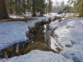 primavera en el parque pavlovsky nieve blanca y árboles fríos foto