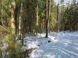 primavera en el parque pavlovsky nieve blanca y árboles fríos foto