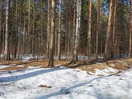 primavera en el parque pavlovsky nieve blanca y árboles fríos foto