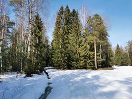 primavera en el parque pavlovsky nieve blanca y árboles fríos foto