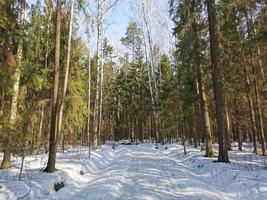 primavera en el parque pavlovsky nieve blanca y árboles fríos foto