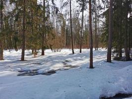 primavera en el parque pavlovsky nieve blanca y árboles fríos foto