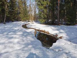 primavera en el parque pavlovsky nieve blanca y árboles fríos foto