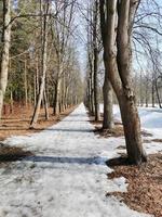 primavera en el parque pavlovsky nieve blanca y árboles fríos foto