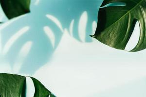 Shadow of tropical green leaves on color background with copy space, Top view photo