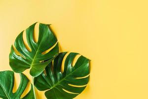 Tropical green leaves on color background with copy space, Top view photo