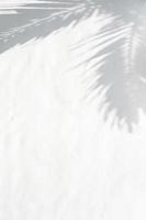 Shadow of plam leave on white cement wall background with copy space photo
