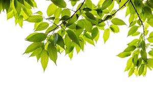 Green leaves branch isolated with copy space on white background photo