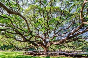 Scenery of giant rain tree Chamchuri tree or monkey pod tree with green leaves at kanchanaburi. Tourist attraction for relax and take photo is big tree.