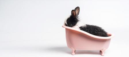 Baby white and black spotted rabbit or bunny animal small bunnies easter is sitting in a pink bathtub and funny happy animal have white isolated background