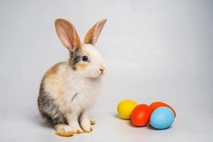 conejito o conejo manchado de color marrón claro y blanco y huevos de esther coloridos aislados en fondo blanco, pie de conejo y acción. foto