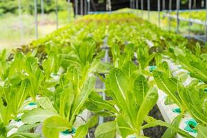 lechugas hidropónicas en pipa hidropónica. método hidropónico de cultivo de plantas usando soluciones de nutrientes minerales, en agua, sin suelo, granja de vegetales hidropónicos. foto