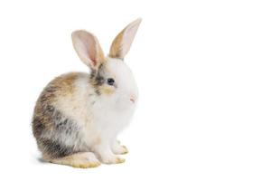 Baby light brown and white spotted rabbit with long ears sitting isolated on white background with clipping path photo