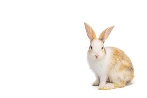 Baby light brown and white spotted rabbit with long ears standing isolated on white background