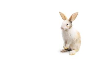 pequeño conejo marrón y blanco parado en un fondo blanco aislado con un sendero recortado. Son pequeños mamíferos de la familia de los lepóridos del orden lagomorpha. foto