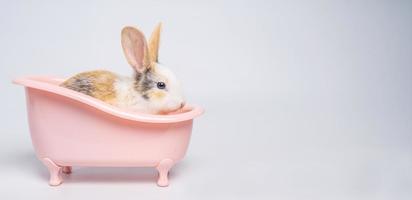 Baby light brown and white spotted rabbit with long ears is sitting in a pink bathtub isolated on white background photo