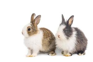 Brown and black two rabbits animal small bunnies easter is sitting and funny happy animal have white isolated background with clipping path photo