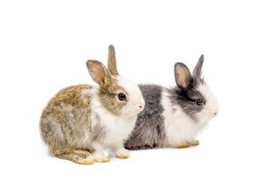 Brown and black two rabbits animal small bunnies easter is sitting and funny happy animal have white isolated background with clipping path photo