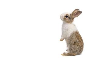 pequeño conejo marrón y blanco parado en un fondo blanco aislado con un sendero recortado. Son pequeños mamíferos de la familia de los lepóridos del orden lagomorpha. foto