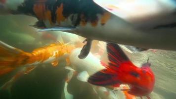 peces koi bajo el agua en el estanque comiendo. video
