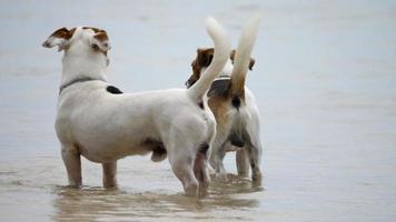 jack russell terrier perros en la playa video