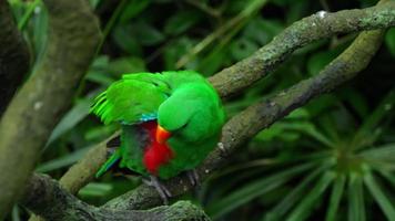 pappagallo eclectus verde video