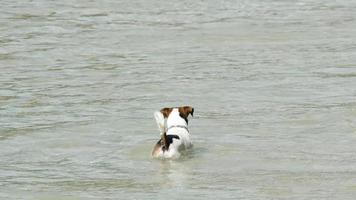 Jack-Russell-Terrierhunde am Strand