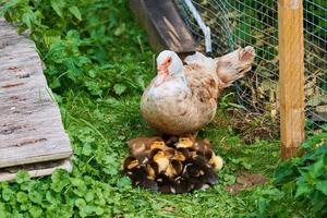 Muscovy duck with young ducklings outdoor, mother broody duck cares about her offspring photo