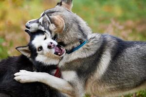 Two Siberian Husky dogs playing together outdoor, funny Siberian Husky dogs close up photo