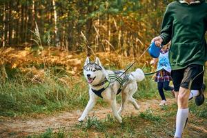 Canicross exercises, Siberian Husky dog running with children taking part in canicross race outdoor photo
