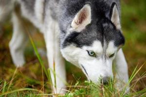 Siberian Husky dog digging ground and sniffing, curious Husky dog digging hole in garden grass photo