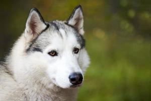 Siberian Husky portrait close up, Siberian Husky face, Husky dog muzzle portrait sled dog breed photo