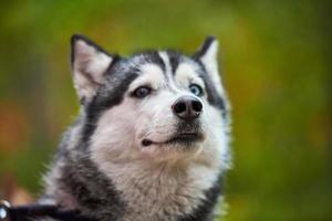 retrato de perro husky siberiano de pura raza, siberiano siberiano amigable y juguetón caminando al aire libre foto