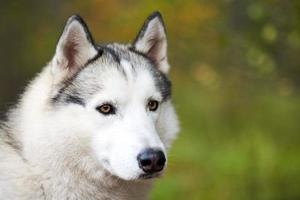 Siberian Husky portrait close up, Siberian Husky face, Husky dog muzzle portrait sled dog breed photo