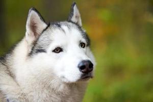 Siberian Husky portrait close up, Siberian Husky face, Husky dog muzzle portrait sled dog breed photo