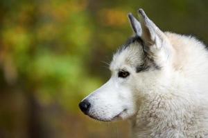 retrato de husky siberiano de cerca, vista lateral de la cara de husky siberiano, raza de perro de trineo con bozal de perro husky foto