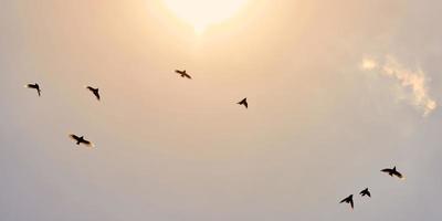 hermoso cielo de puesta de sol con siluetas de aves volando al sol, migración regular de aves estacionales foto