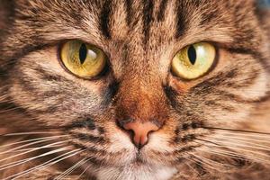 Portrait of tabby cat with green-yellow big eyes, pink nose, Highland Scottish Fold cat face macro photo