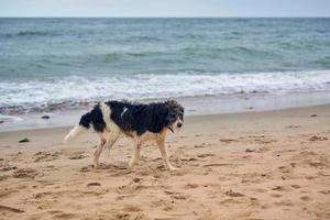 perro perdido mojado caminando en la playa de arena y buscando un dueño, fondo del mar báltico foto